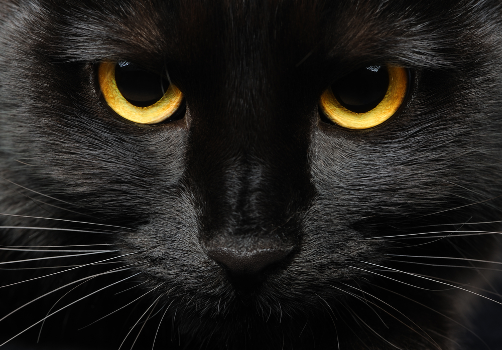 A superstição que causa terror nos animais